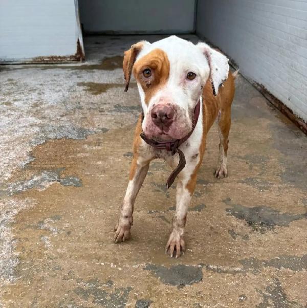 Pitbull 3Anni Finita In Box Disperata!! Brindisi