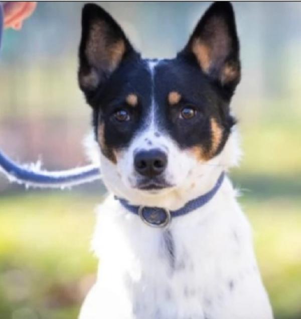 Cagnolina Giovane Ma Super Sfortunata!! Ancora In Canile Varese