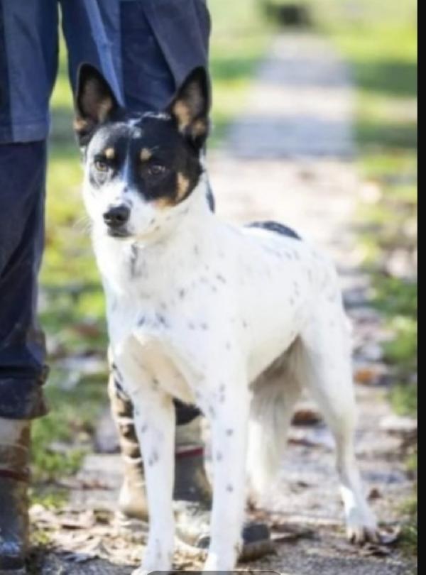 Cagnolina giovane MA SUPER SFORTUNATA!! ANCORA IN CANILE VARESE Foto 3
