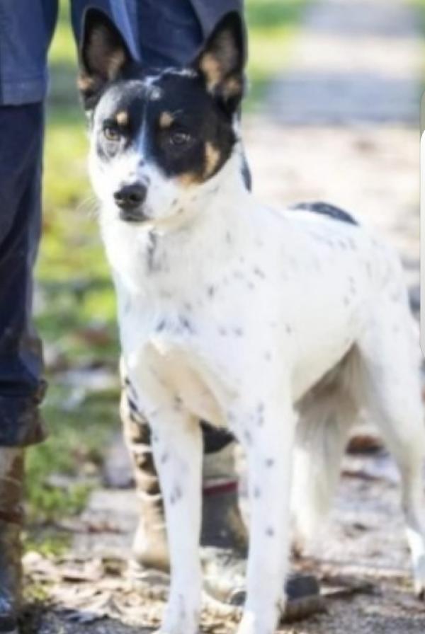 Cagnolina giovane MA SUPER SFORTUNATA!! ANCORA IN CANILE VARESE Foto 5