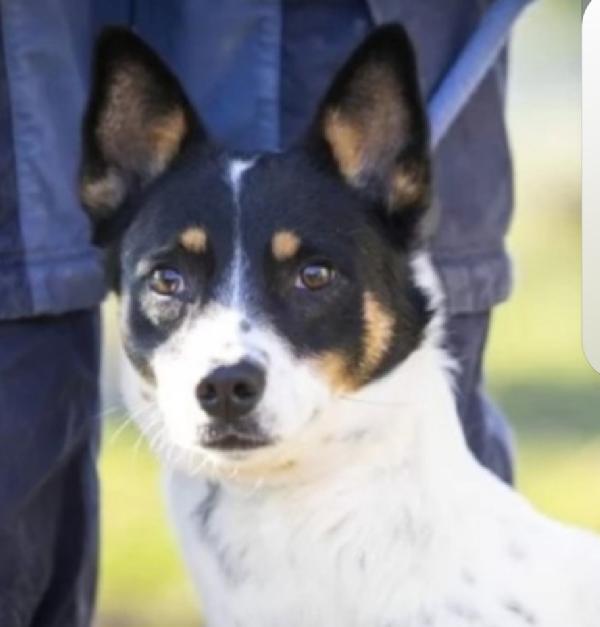 Cagnolina giovane MA SUPER SFORTUNATA!! ANCORA IN CANILE VARESE Foto 6