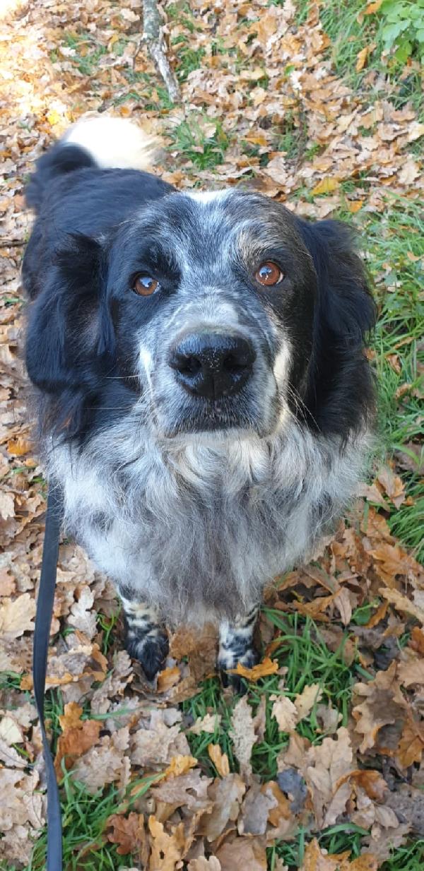 2Fratelli Mix Setter Anziani, X 10Anni In Pessimo Canile! Roma