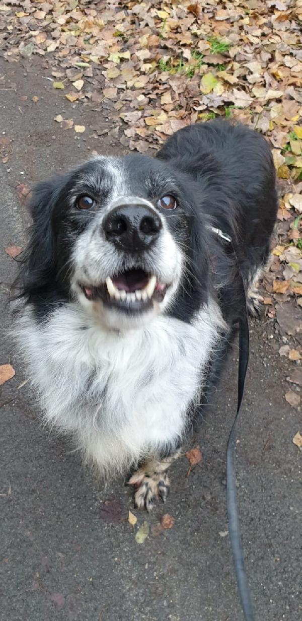 2fratelli mix Setter anziani, x 10anni in pessimo canile! ROMA Foto 3