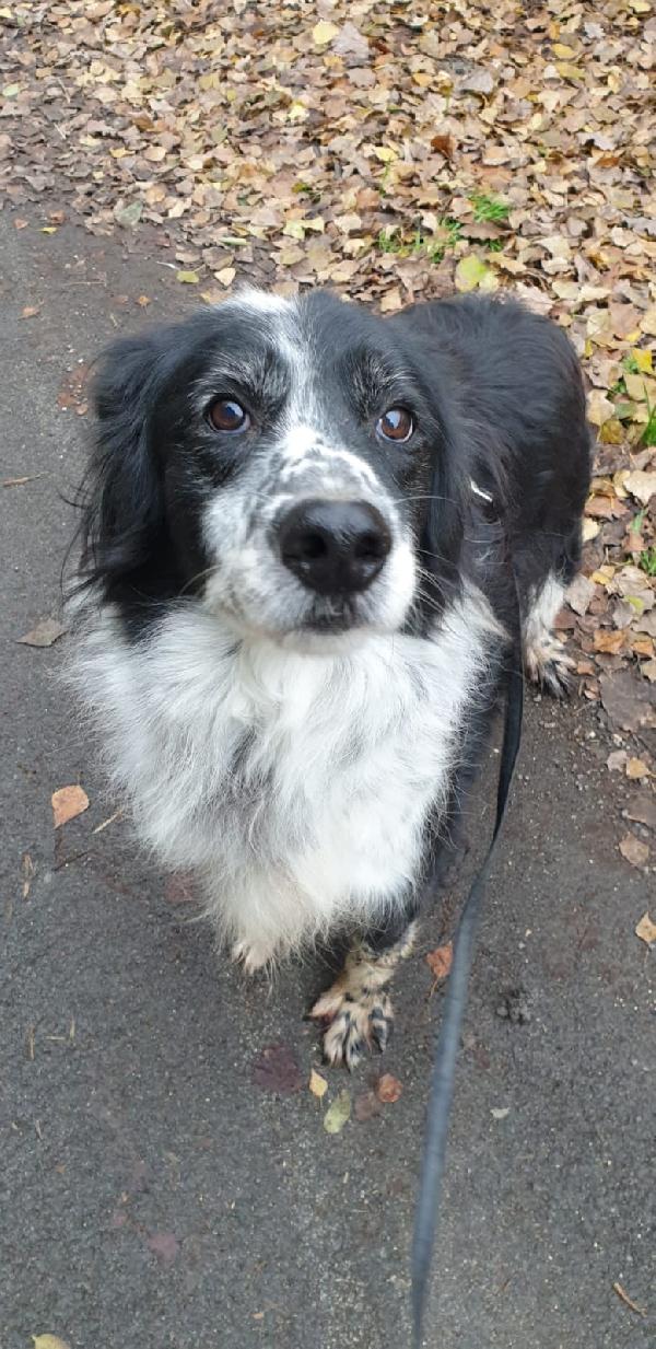 2fratelli mix Setter anziani, x 10anni in pessimo canile! ROMA Foto 4