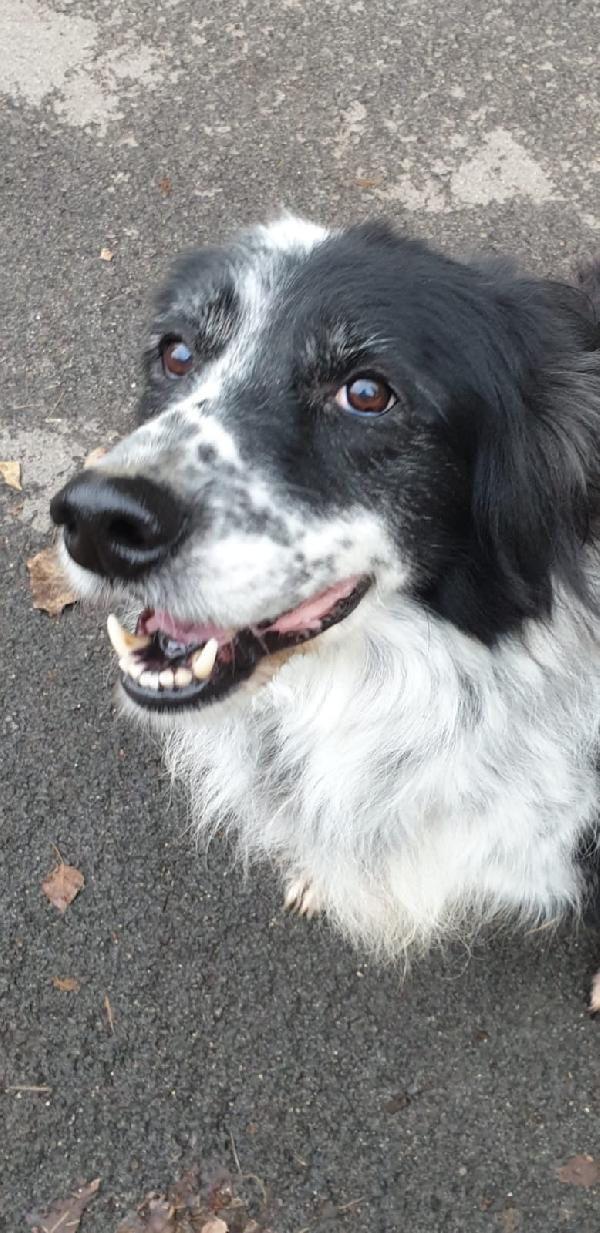 2fratelli mix Setter anziani, x 10anni in pessimo canile! ROMA Foto 5