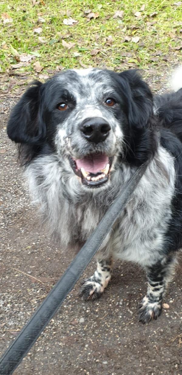 2fratelli mix Setter anziani, x 10anni in pessimo canile! ROMA Foto 6