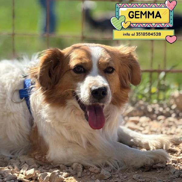 Gemma - 3 Anni E Mezzo Cerca Casa - Adozione Cagnolina Taglia Medio Piccola