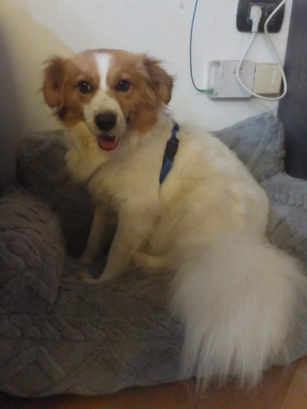 GEMMA - 3 anni e mezzo cerca casa - adozione cagnolina taglia medio piccola Foto 2