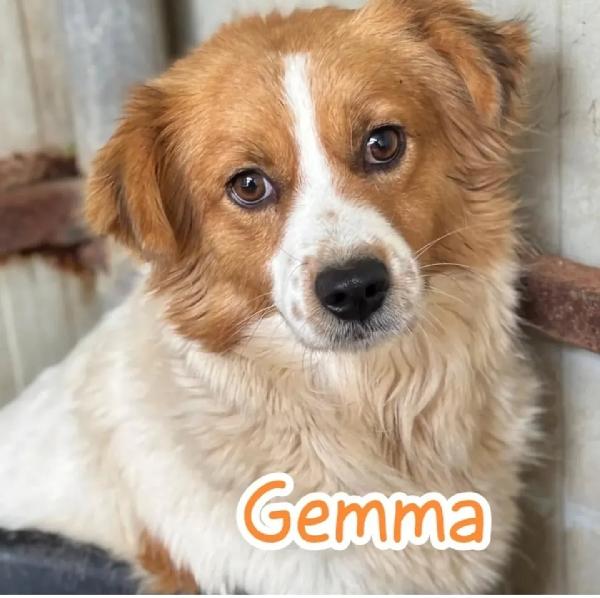 GEMMA - 3 anni e mezzo cerca casa - adozione cagnolina taglia medio piccola Foto 3