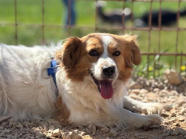 GEMMA - 3 anni e mezzo cerca casa - adozione cagnolina taglia medio piccola Foto 4