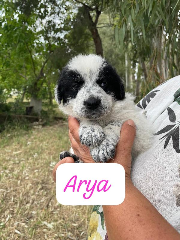 Arya, Maya E Zoe Cucciole Futura Taglia Grande 