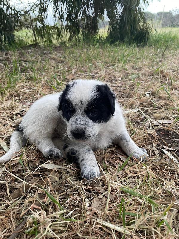 Arya, Maya e Zoe cucciole futura taglia grande  Foto 2