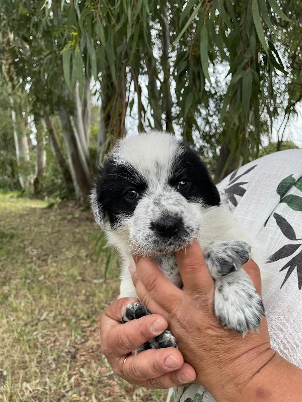 Arya, Maya e Zoe cucciole futura taglia grande  Foto 3