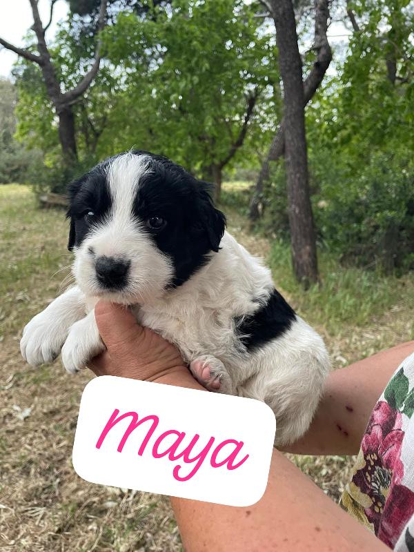 Arya, Maya e Zoe cucciole futura taglia grande  Foto 4