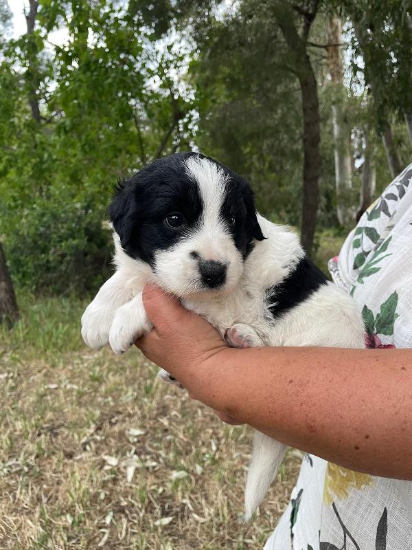 Arya, Maya e Zoe cucciole futura taglia grande  Foto 5