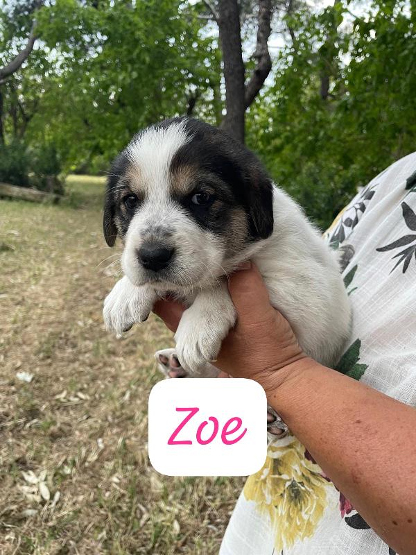 Arya, Maya e Zoe cucciole futura taglia grande  Foto 6