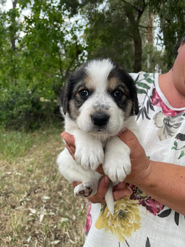 Arya, Maya e Zoe cucciole futura taglia grande  Foto 7