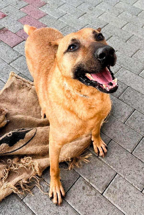 Argo Sta Invecchiando In Canile