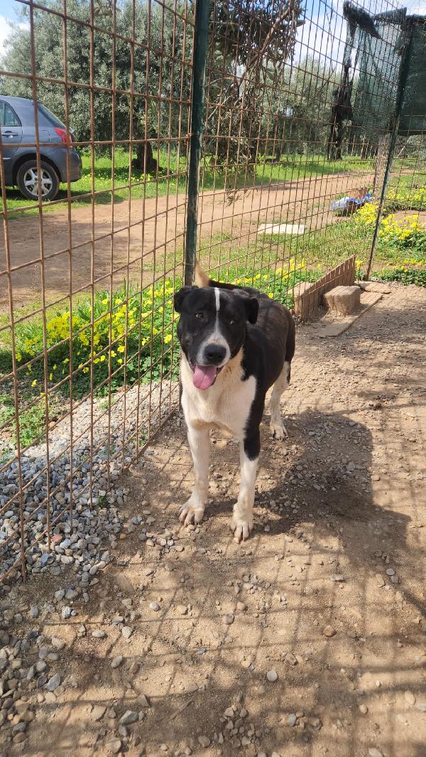 Drago mix Pitbull 11mesi ADOZIONE URGENTE Foto 2