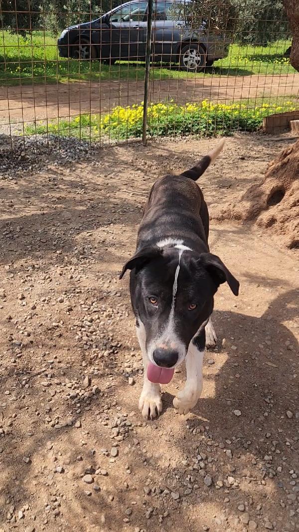 Drago mix Pitbull 11mesi ADOZIONE URGENTE Foto 4