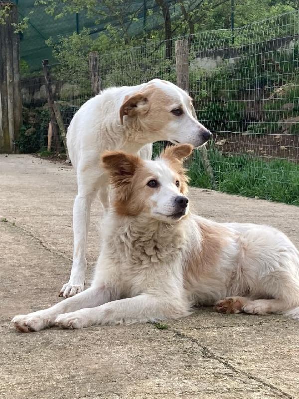 Rimandati Indietro A 4 Anni Dall'adozione