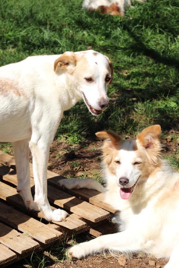 Rimandati indietro a 4 anni dall'adozione Foto 2