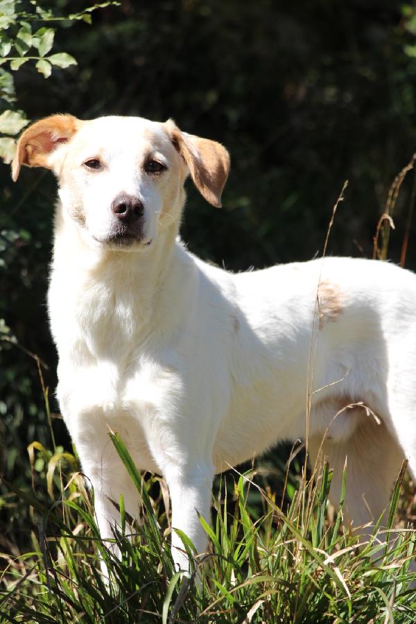 Rimandati indietro a 4 anni dall'adozione Foto 3