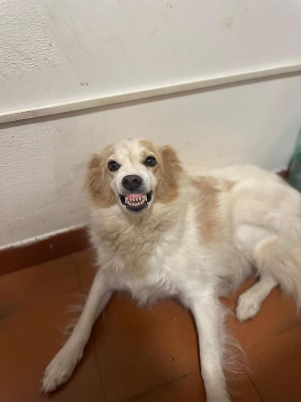 Rimandati indietro a 4 anni dall'adozione Foto 4