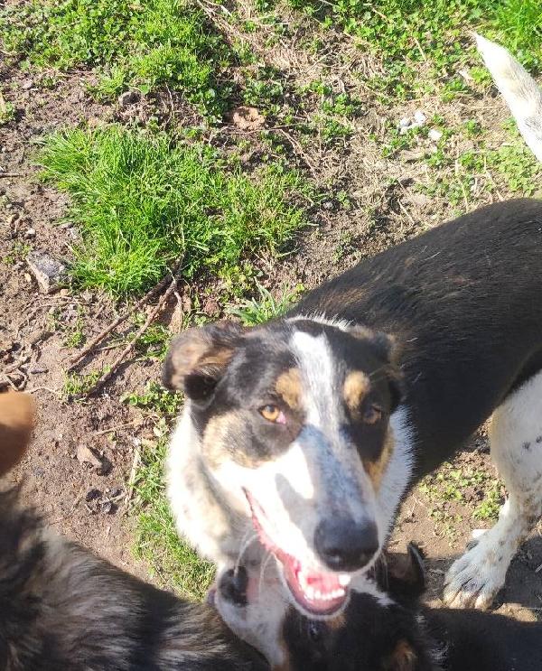 Dolce Kiki in adozione Foto 3