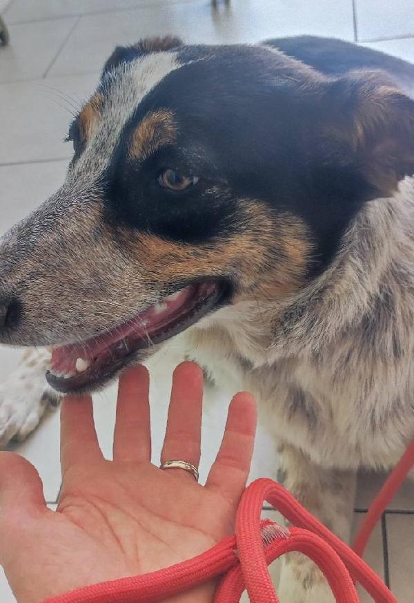 Dolce Kiki in adozione Foto 4