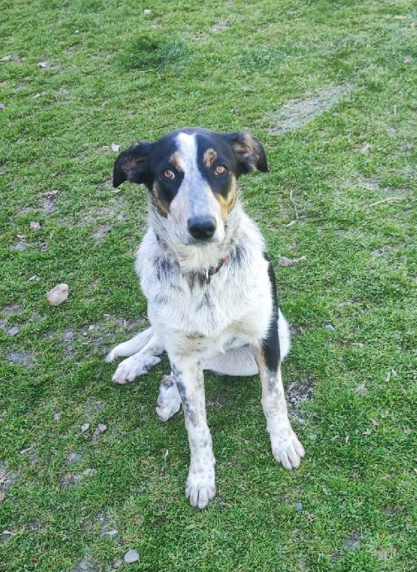 Dolce Kiki in adozione Foto 6