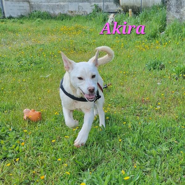 Akira In Adozione