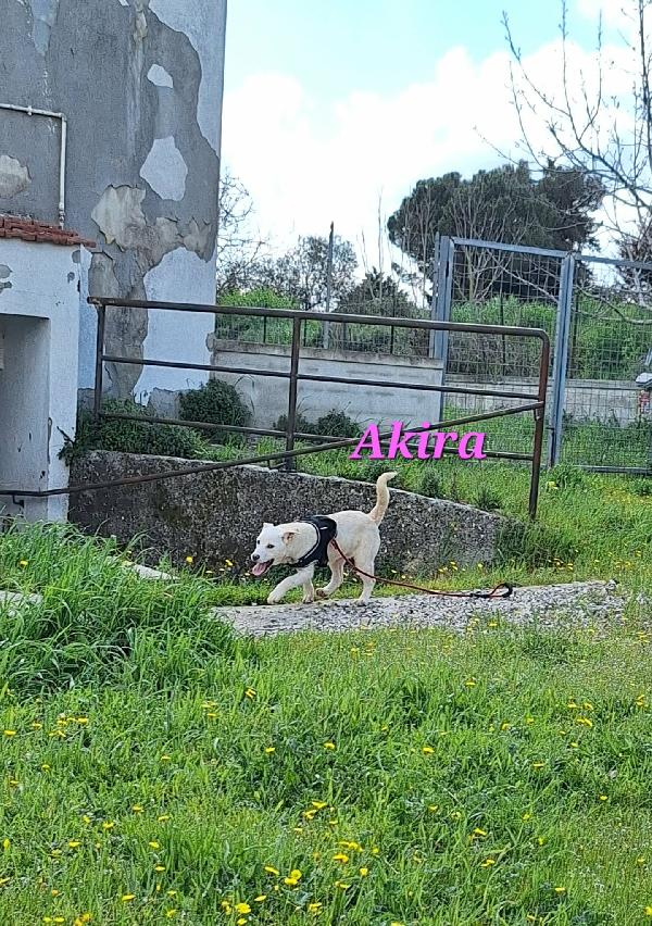Akira in adozione Foto 3