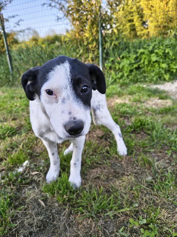 ETTORE 🧡 NANA 🤍 PIXEL 🖤 Foto 2