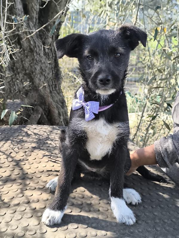 Velvet 💜 Diva 🩷