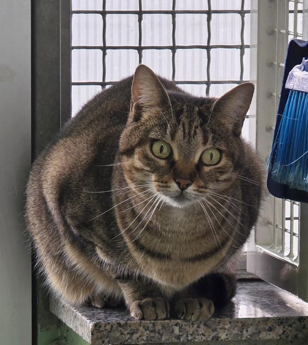 Kelly Gattina Tigrata