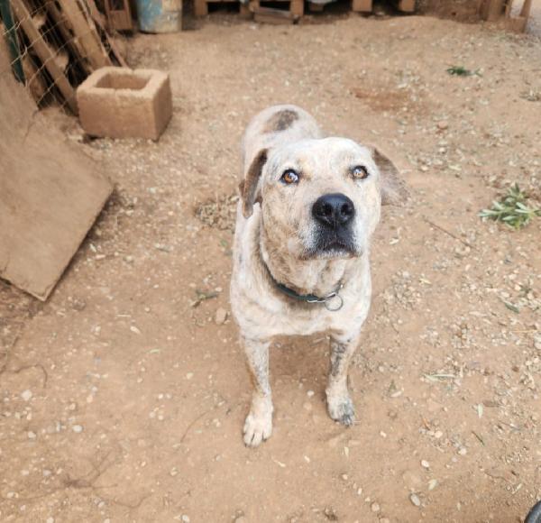 Mix Molossino 2Anni E 1/2 Dal Recinto Al Rifugio