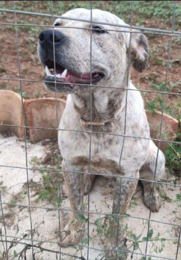 Mix molossino 2anni e 1/2 dal recinto al rifugio Foto 2