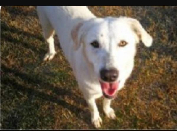 2mix maremmane adulte salvate diversi anni fa.BOLOGNA Foto 2