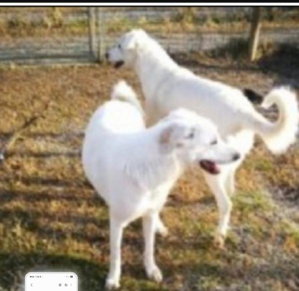 2mix maremmane adulte salvate diversi anni fa.BOLOGNA Foto 3