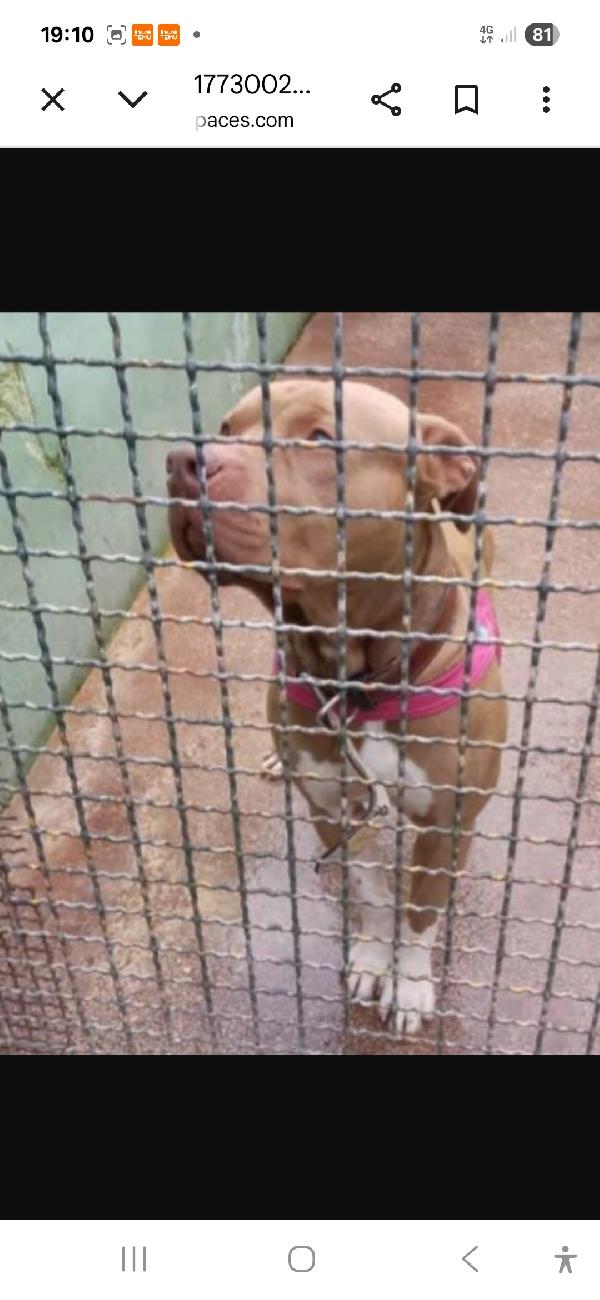 Pitbull Dopo 5Anni Di Divano Lo Mollano! Napoli