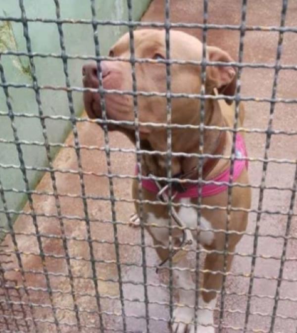 Pitbull Dopo 5Anni Di Divano Lo Mollano! Napoli