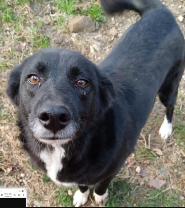 Lucy 4Anni Scampata Ad 1Avvelenamento! Avellino