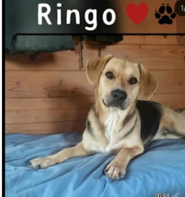 Ringo Mix Beagle 3Anni E 1/2 Sos Nuova Casa.pistoia