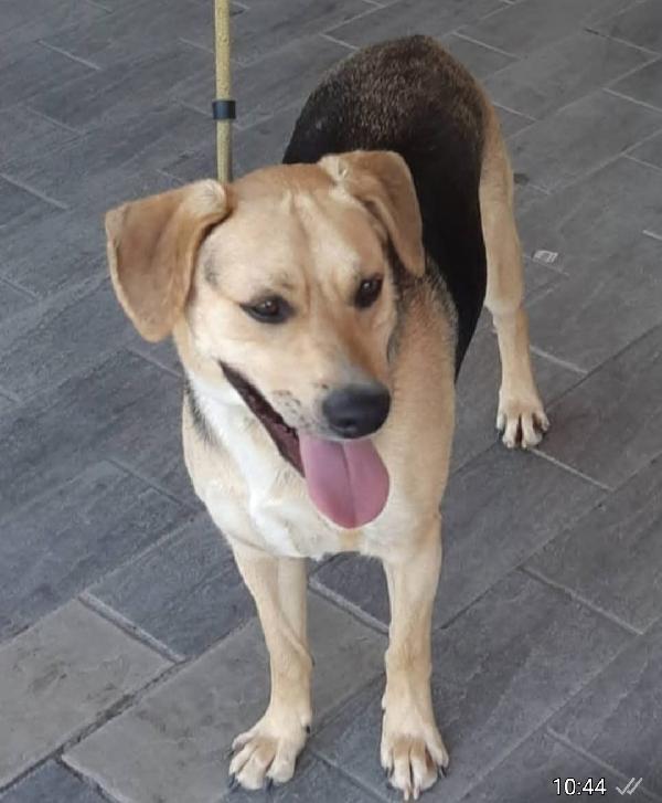 Ringo mix Beagle 3anni e 1/2 SOS NUOVA CASA.PISTOIA Foto 2