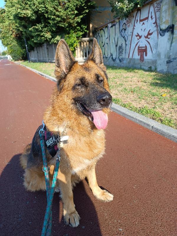 IBRA BELLISSIMO PASTORE TEDESCO Foto 8