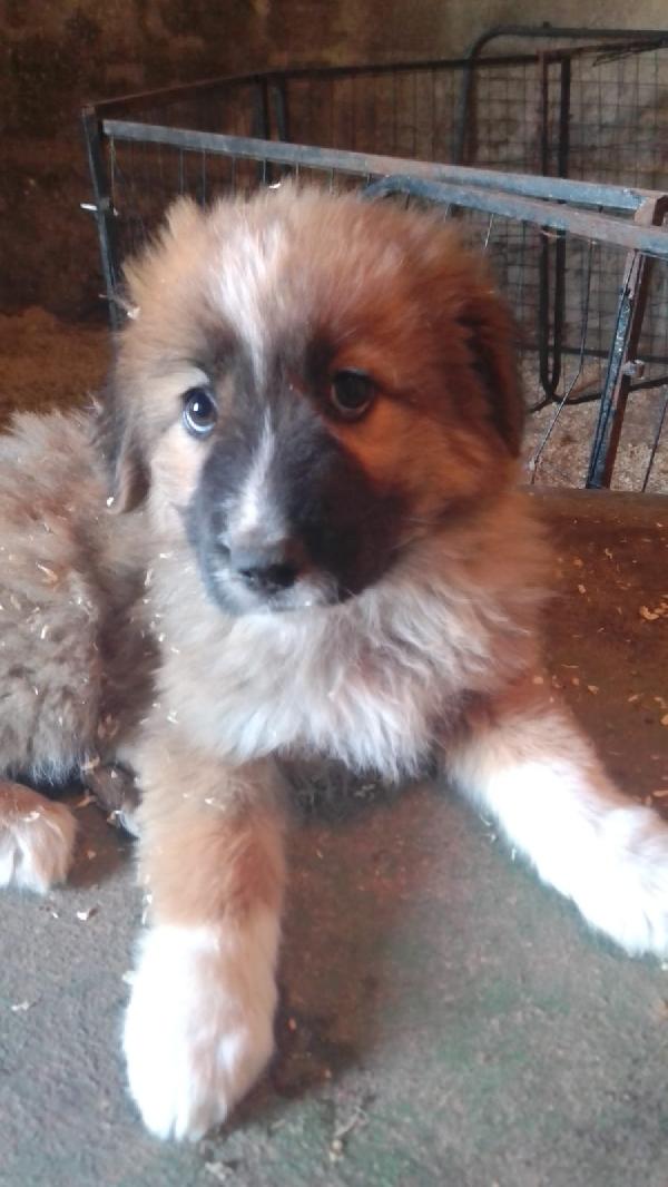 Camel Splendido Dolce Cucciolo Simil Pastore Cerca Casa 