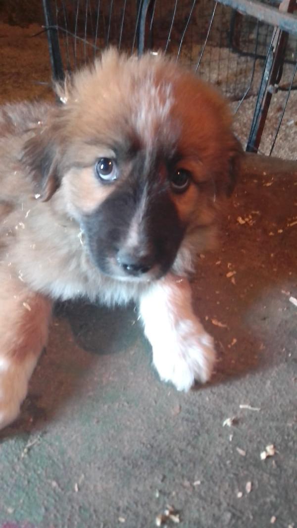 Camel splendido dolce cucciolo simil pastore cerca casa  Foto 2