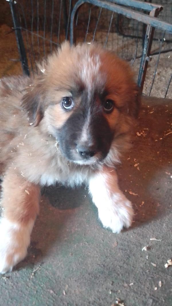 Camel splendido dolce cucciolo simil pastore cerca casa  Foto 3