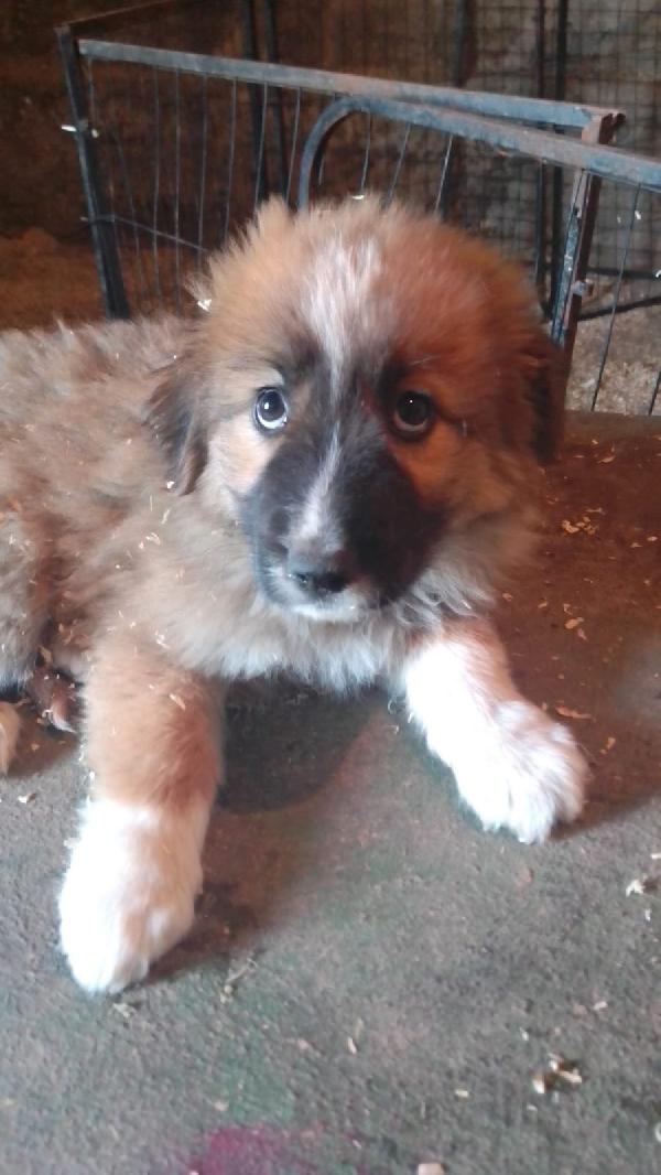 Camel splendido dolce cucciolo simil pastore cerca casa  Foto 4